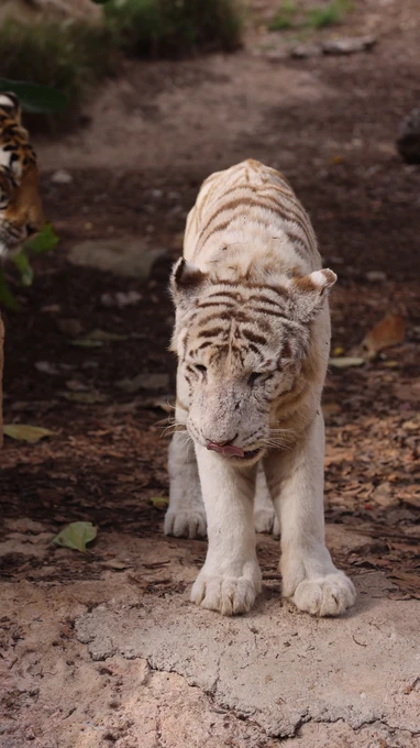 White Tiger in Natural Habitat