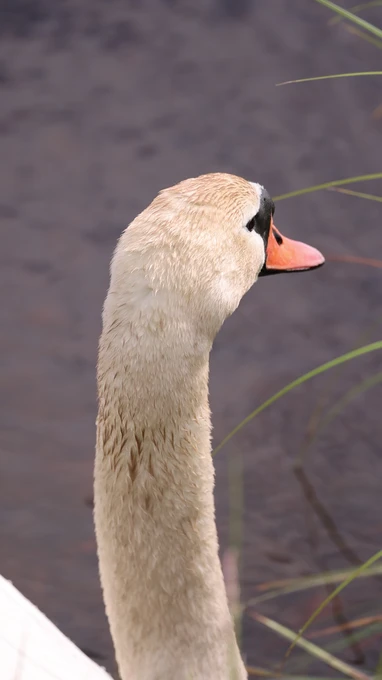 Swan by the Water