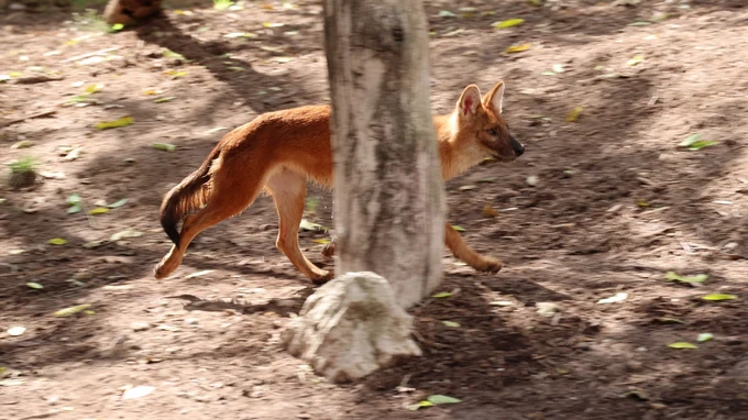 Swift Movements in the Wild