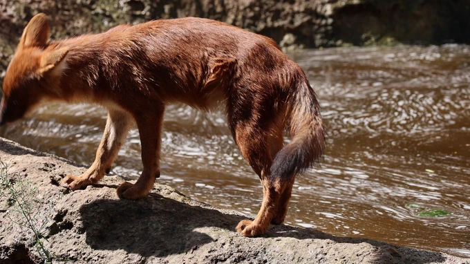 Wild Canine Near River