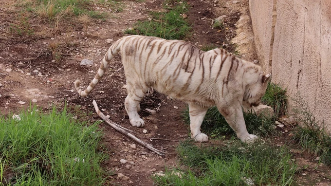 White Tiger in Enclosure