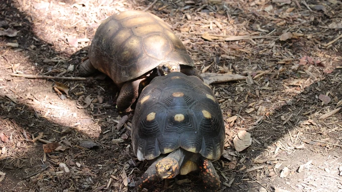 Tortoises in Natural Habitat