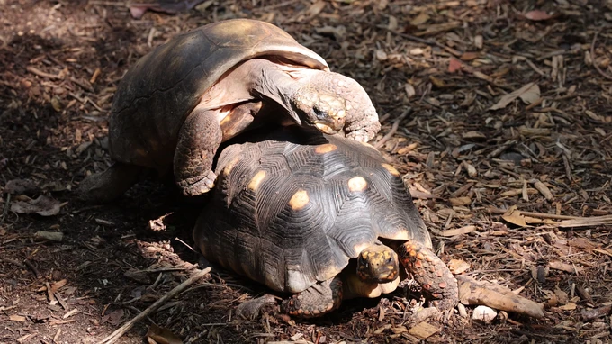 Tortoises in Their Natural Habitat