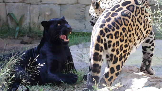 Black Panther and Jaguar Interaction