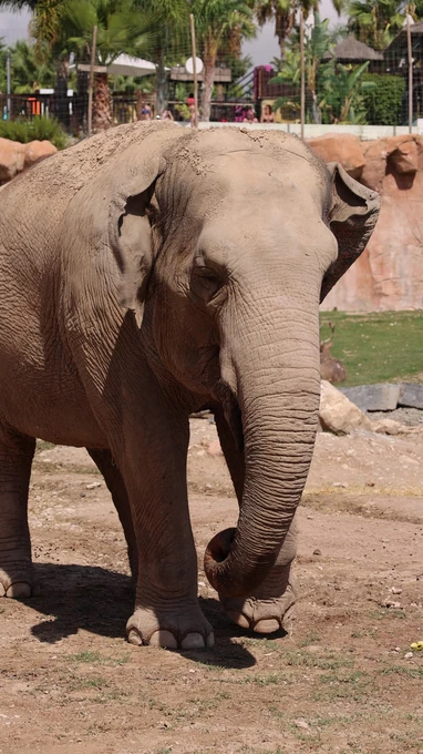 Elephant in a Zoo Environment
