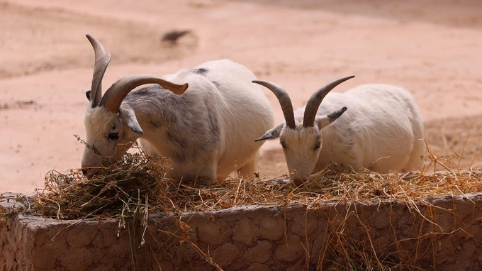 Grazing Goats in Nature