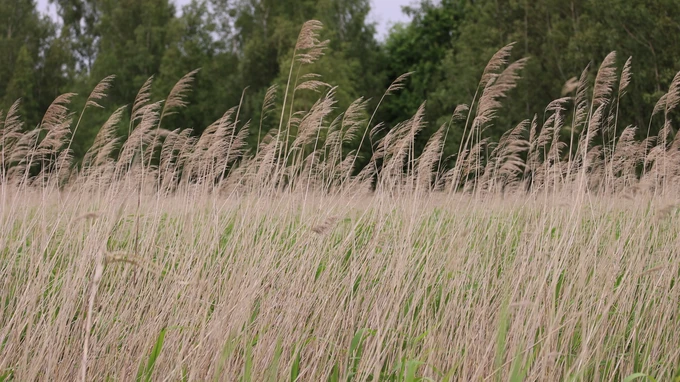 Swaying Reeds in a Breezy Field