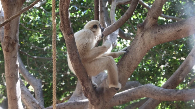 Monkey in a Tree