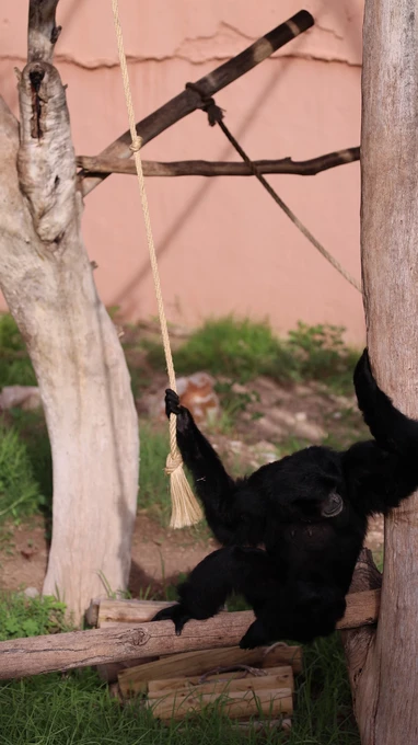 Gibbon on a Rope