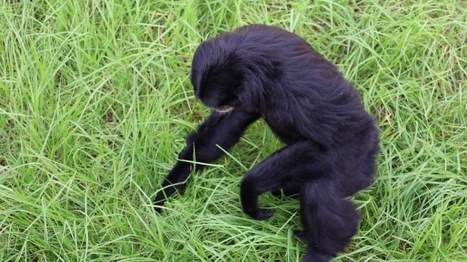 Gibbon in the Grass