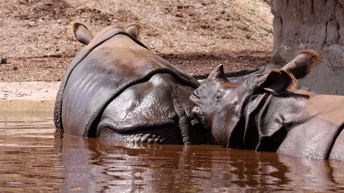 Relaxing Rhinos at the Waterhole