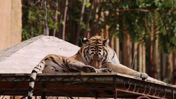 Resting Tiger on a Rooftop