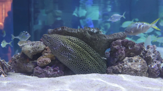 Underwater Marine Life