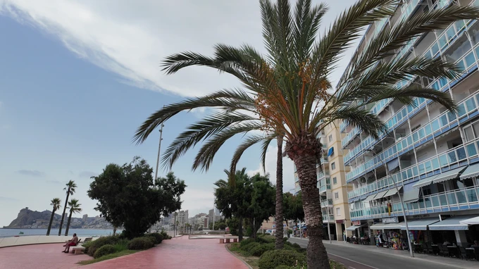 Coastal Promenade with Palm Trees