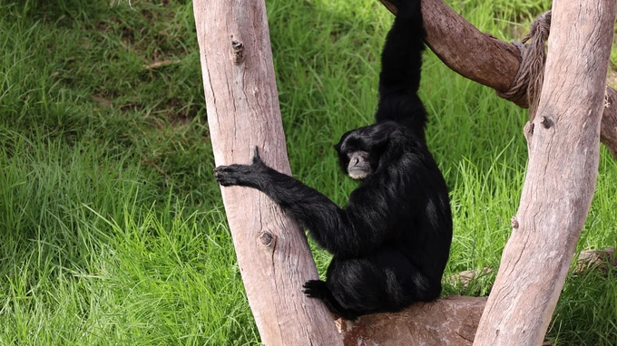 Resting Gibbon
