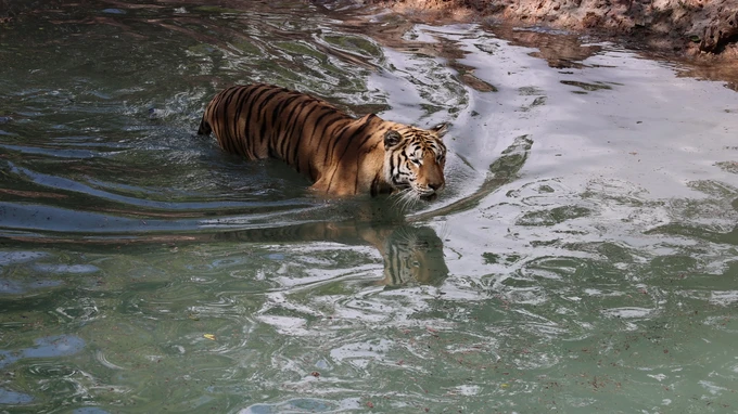 Tiger Swimming in Water