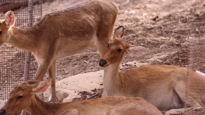 Resting Deer in Natural Habitat