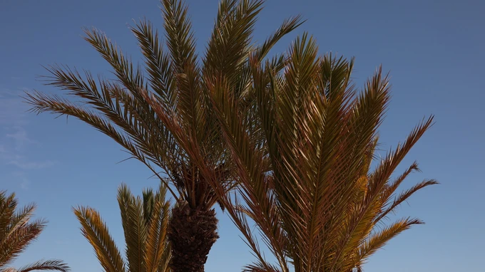 Palm Trees under Blue Sky
