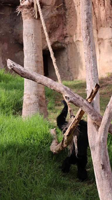 Chimpanzee in Natural Habitat