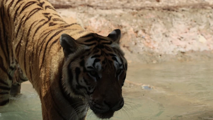 Tiger by the Water