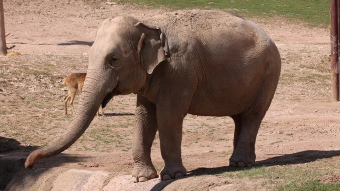 Elephant in Natural Habitat