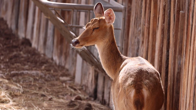 Peaceful Deer in Sunlight
