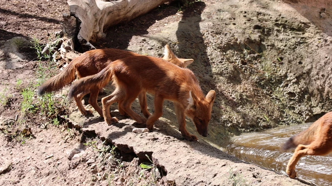 Wild Dogs Exploring Stream