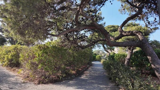 Serene Pathway Through Nature