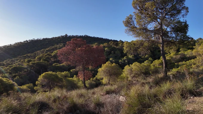 Sunny Woodland Scene