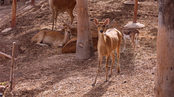 Group of Deer in Natural Habitat
