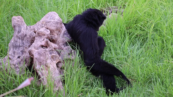 Monkey Resting by Tree Stump