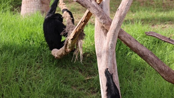 Monkeys at Play