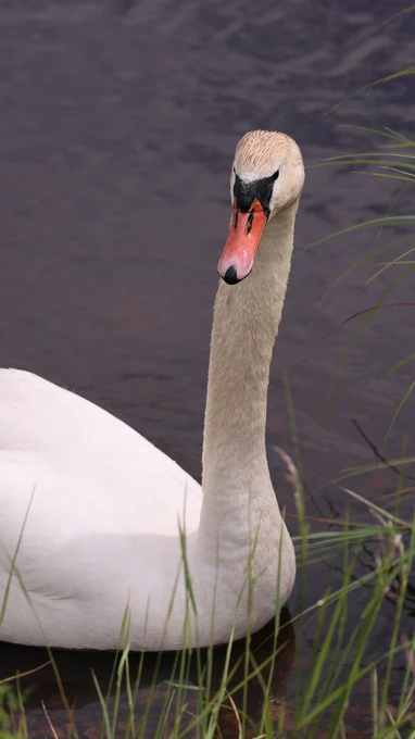 Swan in Natural Habitat
