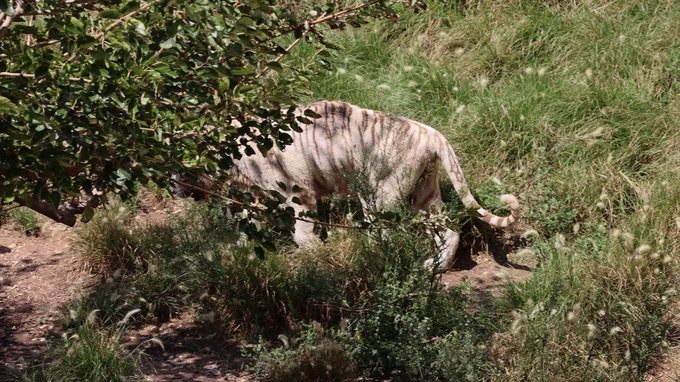 Tiger in the Grass
