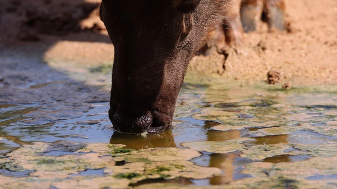 Animal Drinking at Waterhole