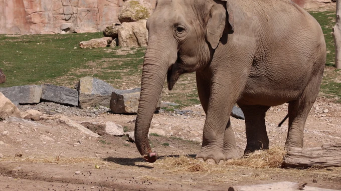 Elephant in a Habitat