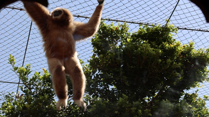 Gibbon Swinging in Enclosure