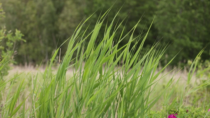 Tall Grasses in a Summer Meadow