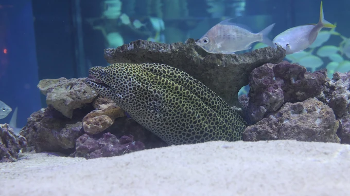 Aquarium Moray Eel