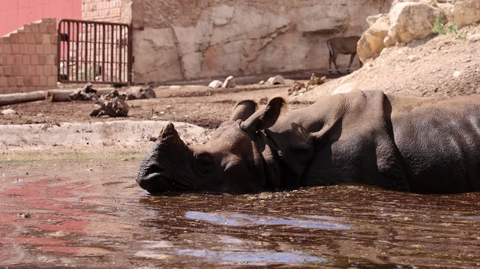 Resting Rhinoceros in Habitat