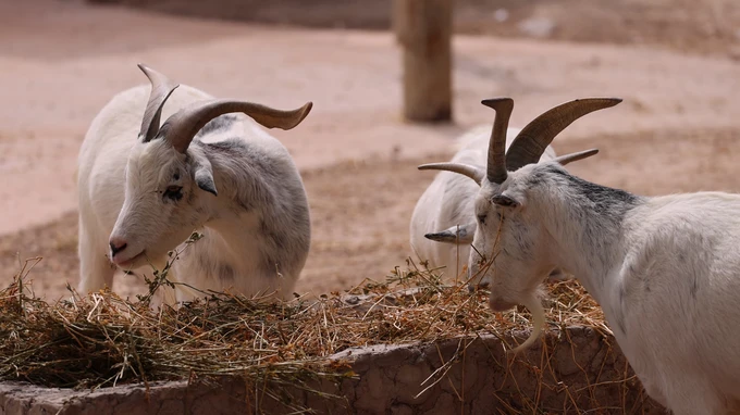 Goats Feeding