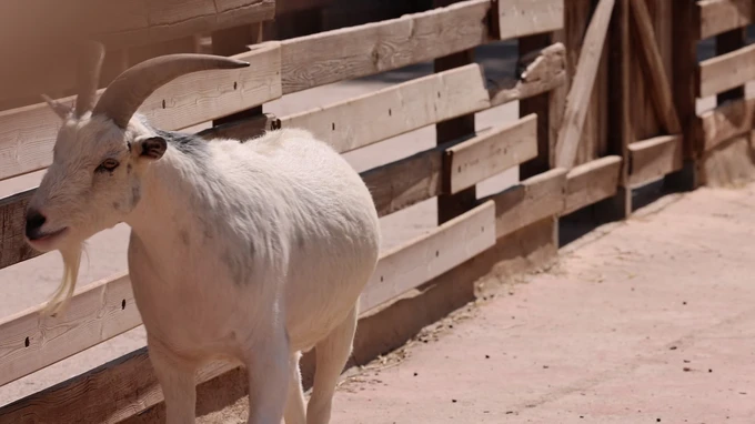 Goat by the Fence
