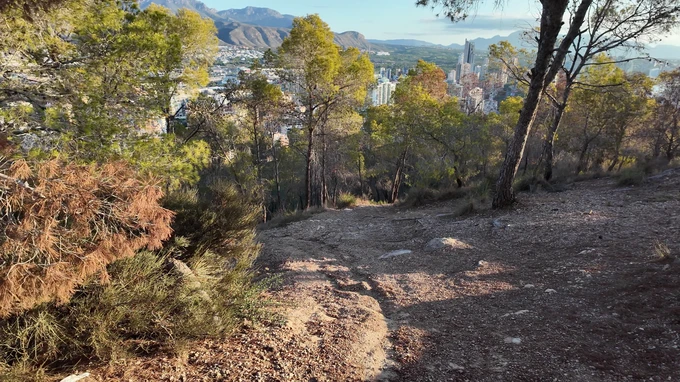 Cityscape View from a Forest Path