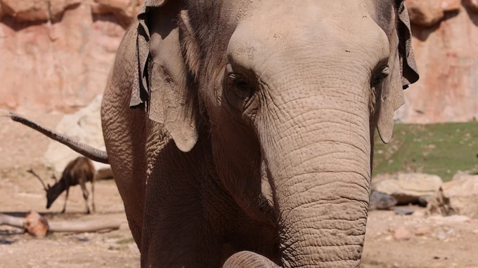 Elephant in a Natural Habitat