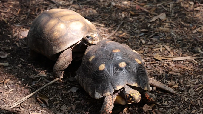 Tortoises on the Forest Floor