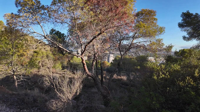 Forest Edge with Urban Backdrop