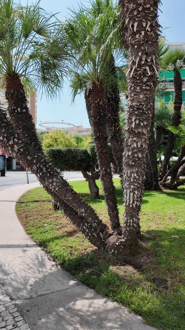 Palm Trees in Urban Park