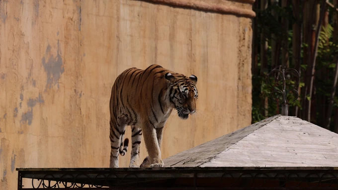 Tiger on a Rooftop