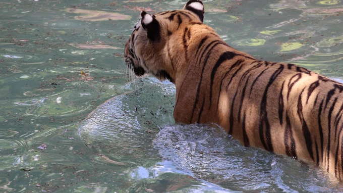 Tiger in Water