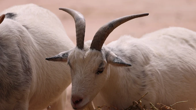 Restful Goats